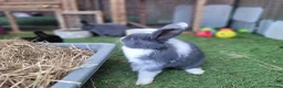 Mixed Breed rabbits for sale: Beautiful Rabbits - READY TO LEAVE - Advert 8