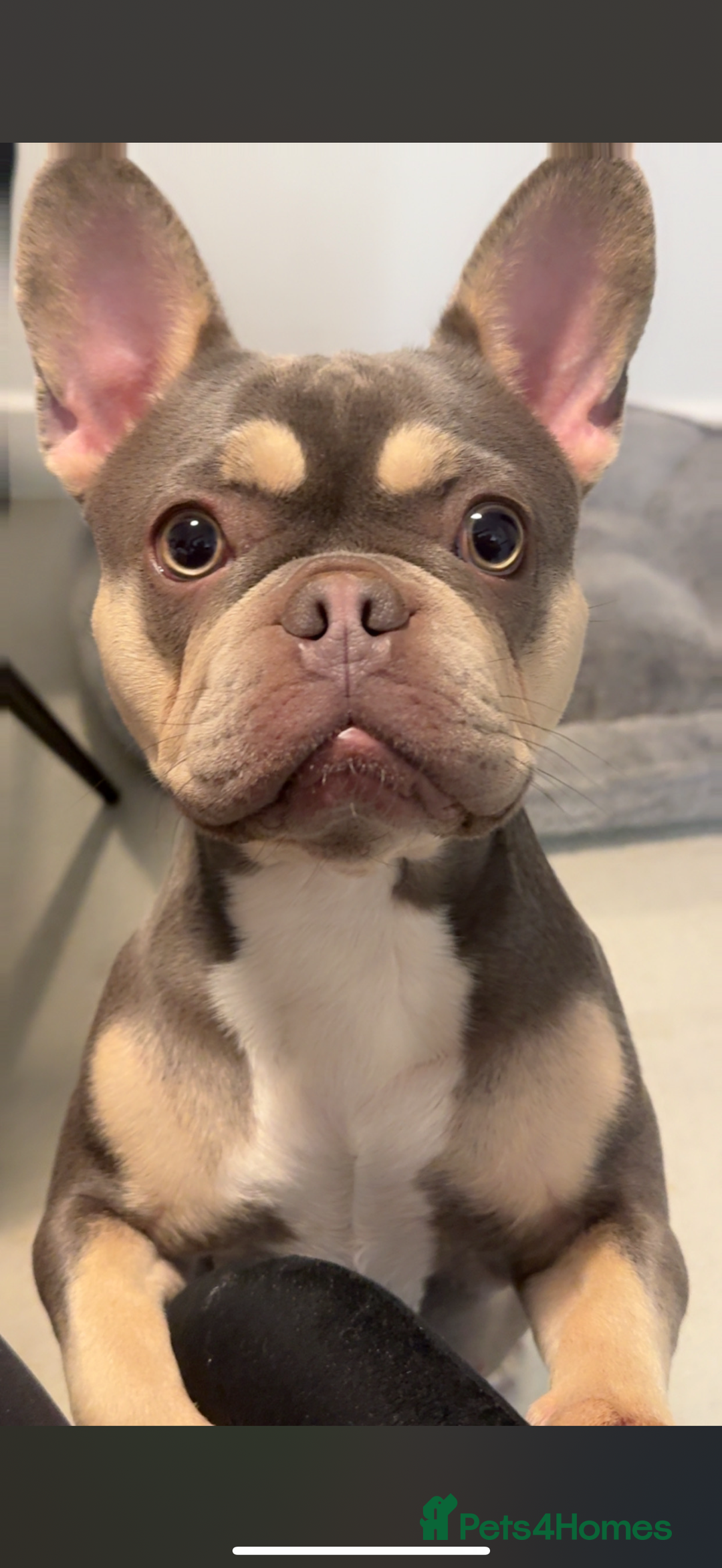 Pomeranian dogs for sale: Any one looking to home my babies - Advert 1