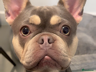 Pomeranian dogs Any one looking to home my babies - Advert 1