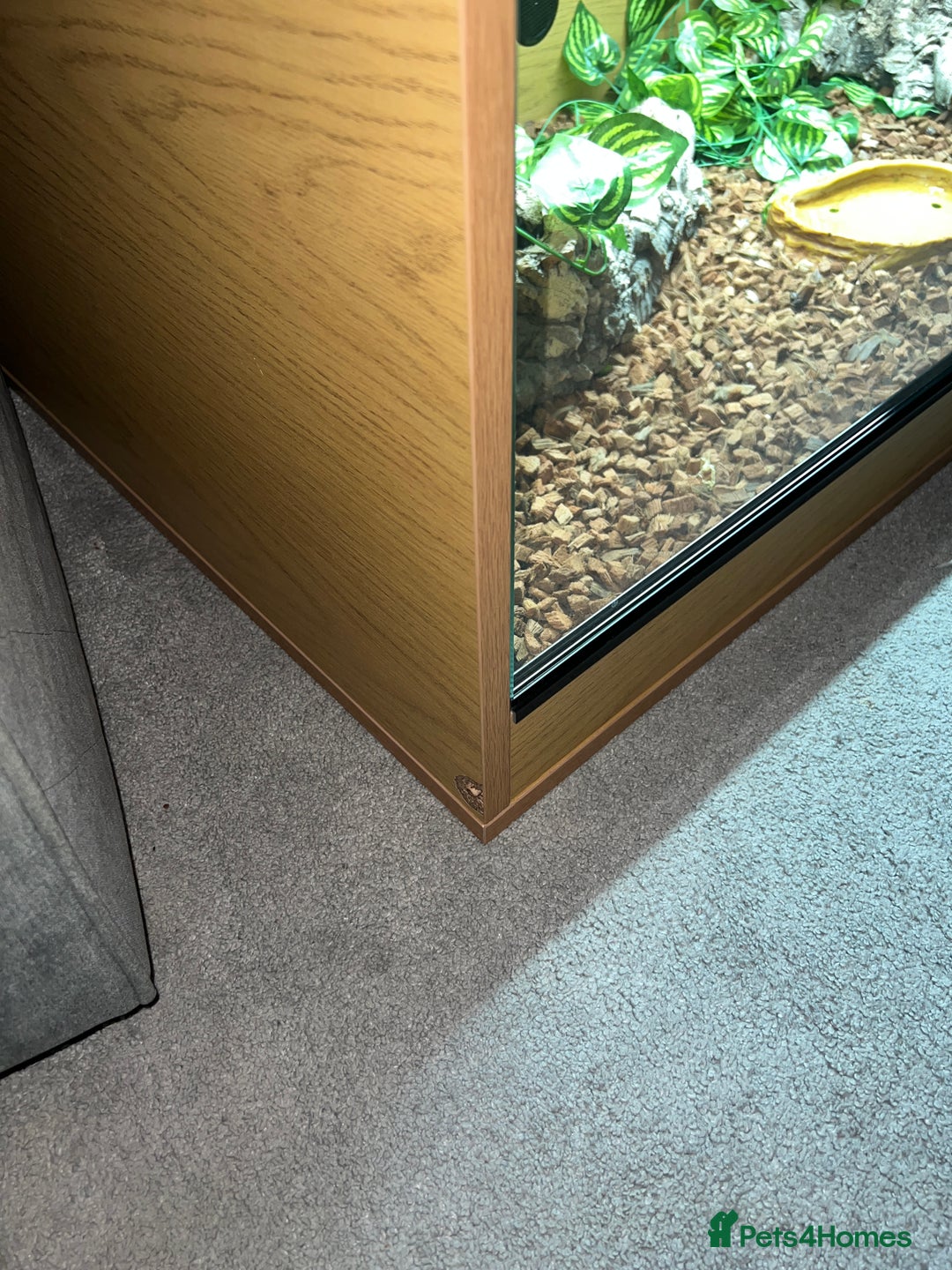 Lizard reptiles for sale: Argentine Black and White Tegu - Advert 8