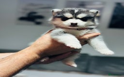 Pomsky dogs for sale: Pomsky Puppy - Image 9