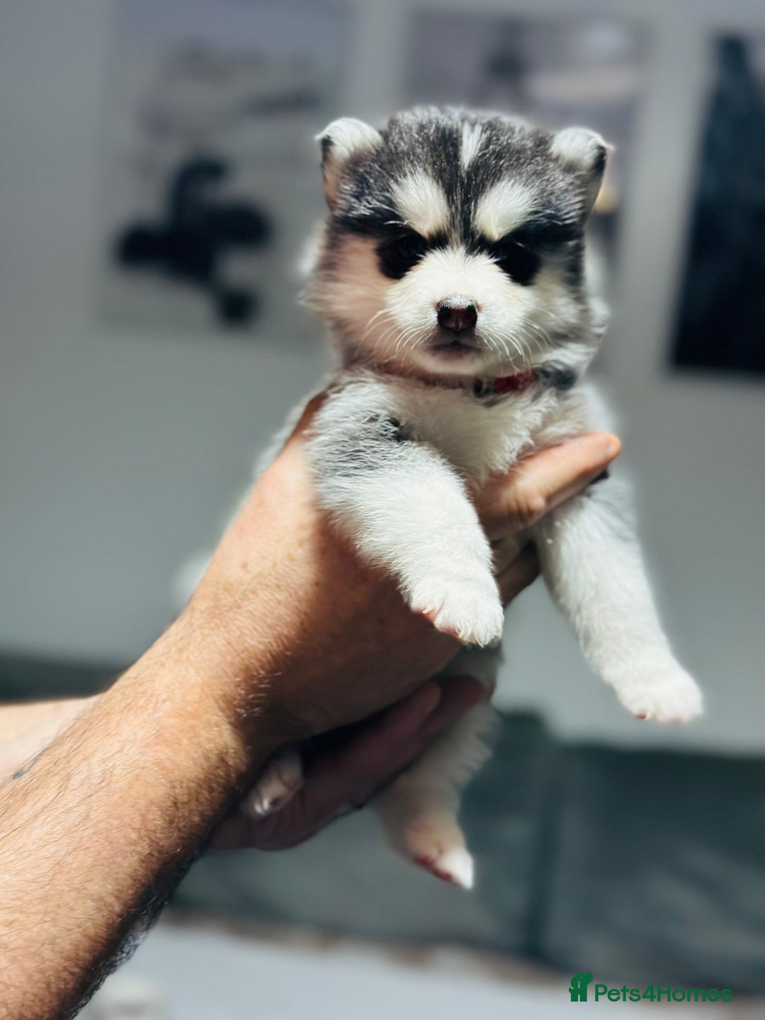 Pomsky dogs for sale: Pomsky Puppy - Image 9