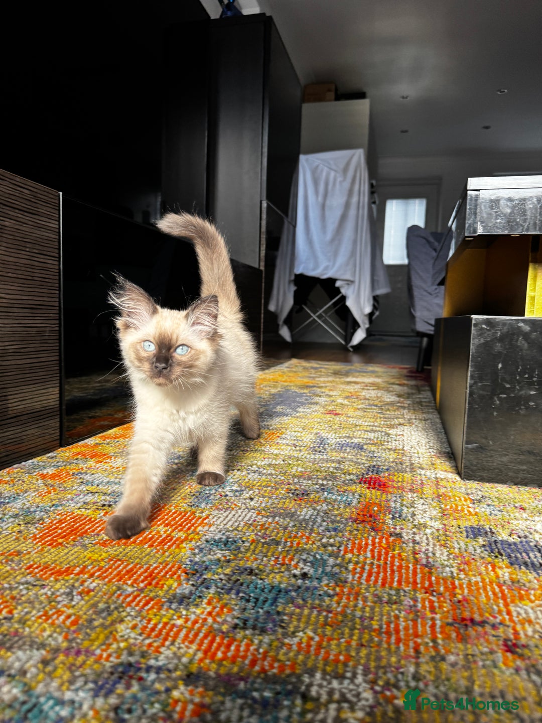 Ragdoll cats for sale: 10 weeks old Ragdoll kitten £400 - Image 5