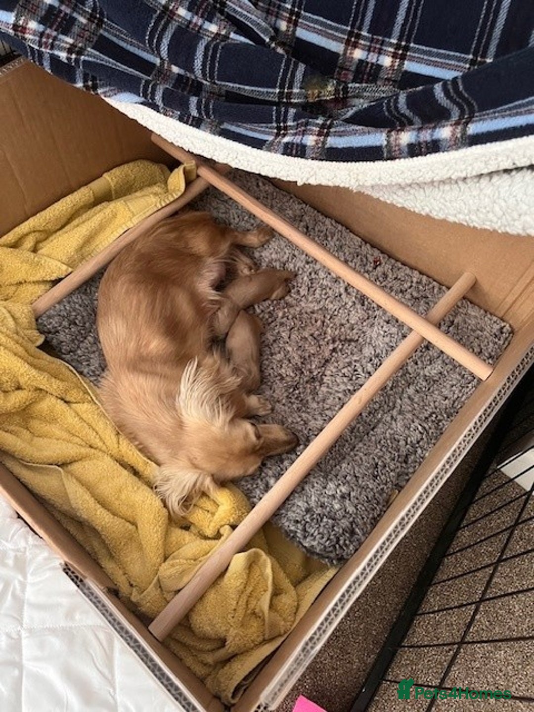 Miniature Dachshund dogs for sale: English Cream Miniature Dachshund Puppys - Image 3