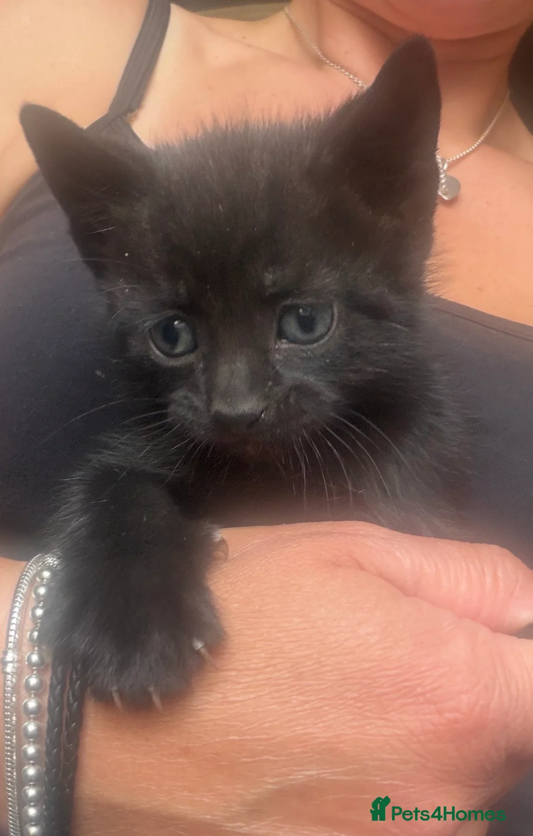 Mixed Breed cats for sale: Beautiful kittens in Chinnor - Advert 1