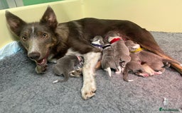 Border Collie dogs for sale: Fully health tested lilac and white kcreg puppies  - Image 4