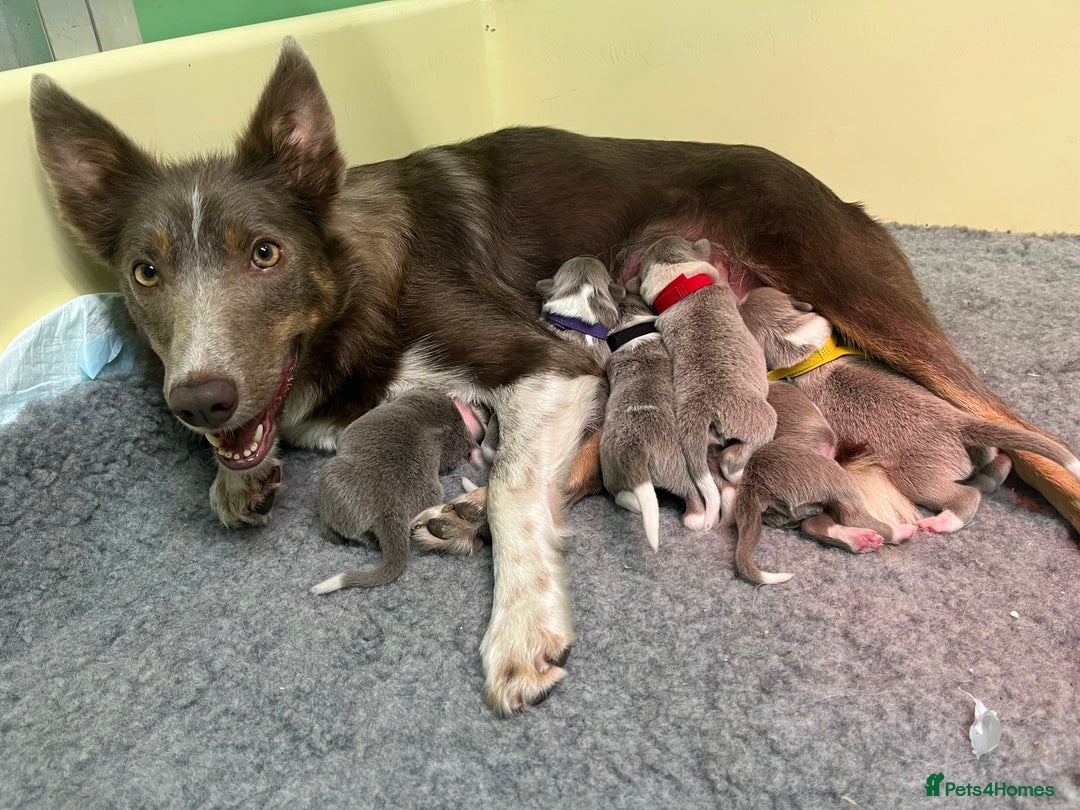 Border Collie dogs for sale: Fully health tested lilac and white kcreg puppies  - Image 4