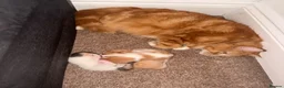 Mixed Breed cats for sale: Kitten for sale  - Advert 1