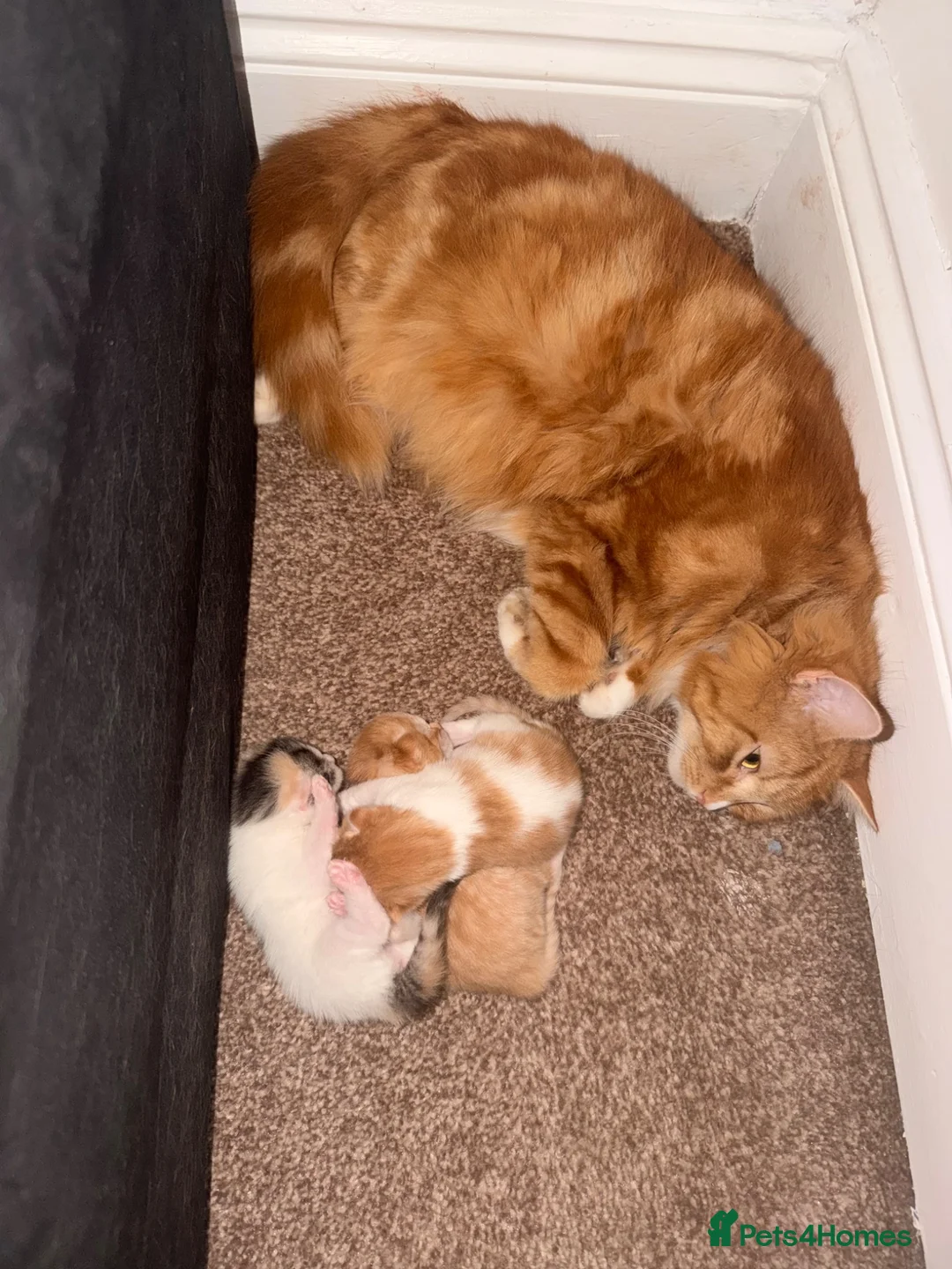 Mixed Breed cats for sale: Kitten for sale  - Advert 1