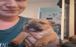 French Bulldog dogs for sale: Frenchie puppies looking for their forever home - Image 4