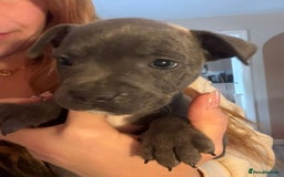 Staffordshire Bull Terrier dogs for sale: Blue Staffordshire bull terrier pups  - Image 1