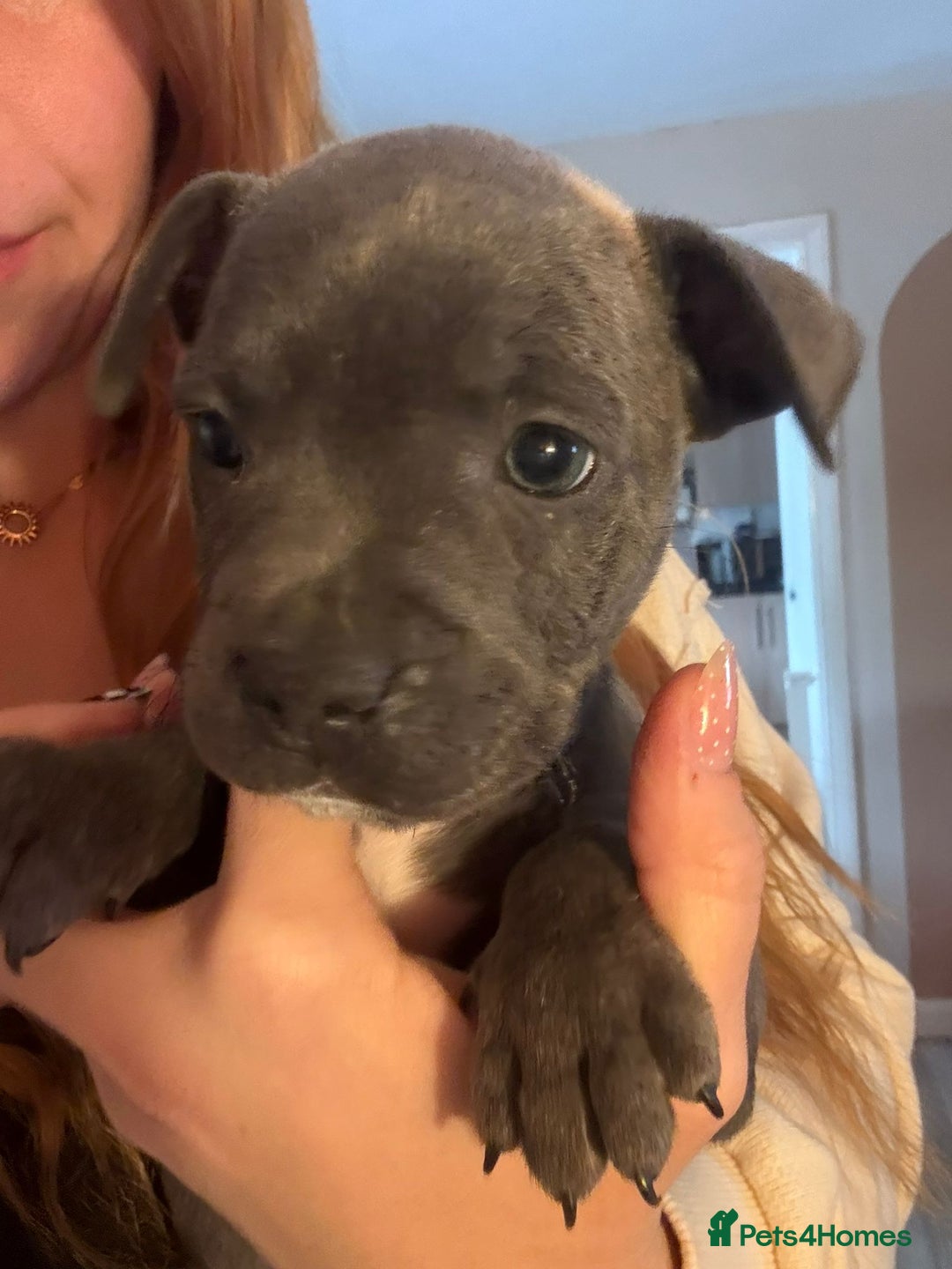 Staffordshire Bull Terrier dogs for sale: Blue Staffordshire bull terrier pups  - Image 1