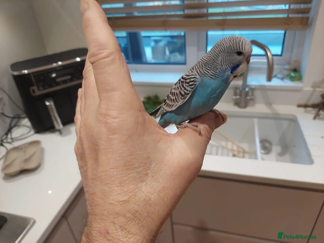 Budgerigars birds for sale: Tame Baby Budgies SOLD - Advert 9