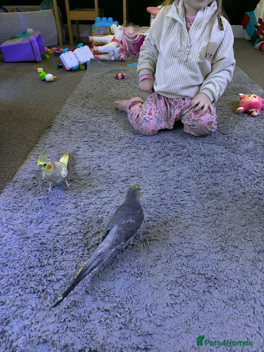 Cockatiels birds for sale: Male and female friendly cockatiels  - Advert 2