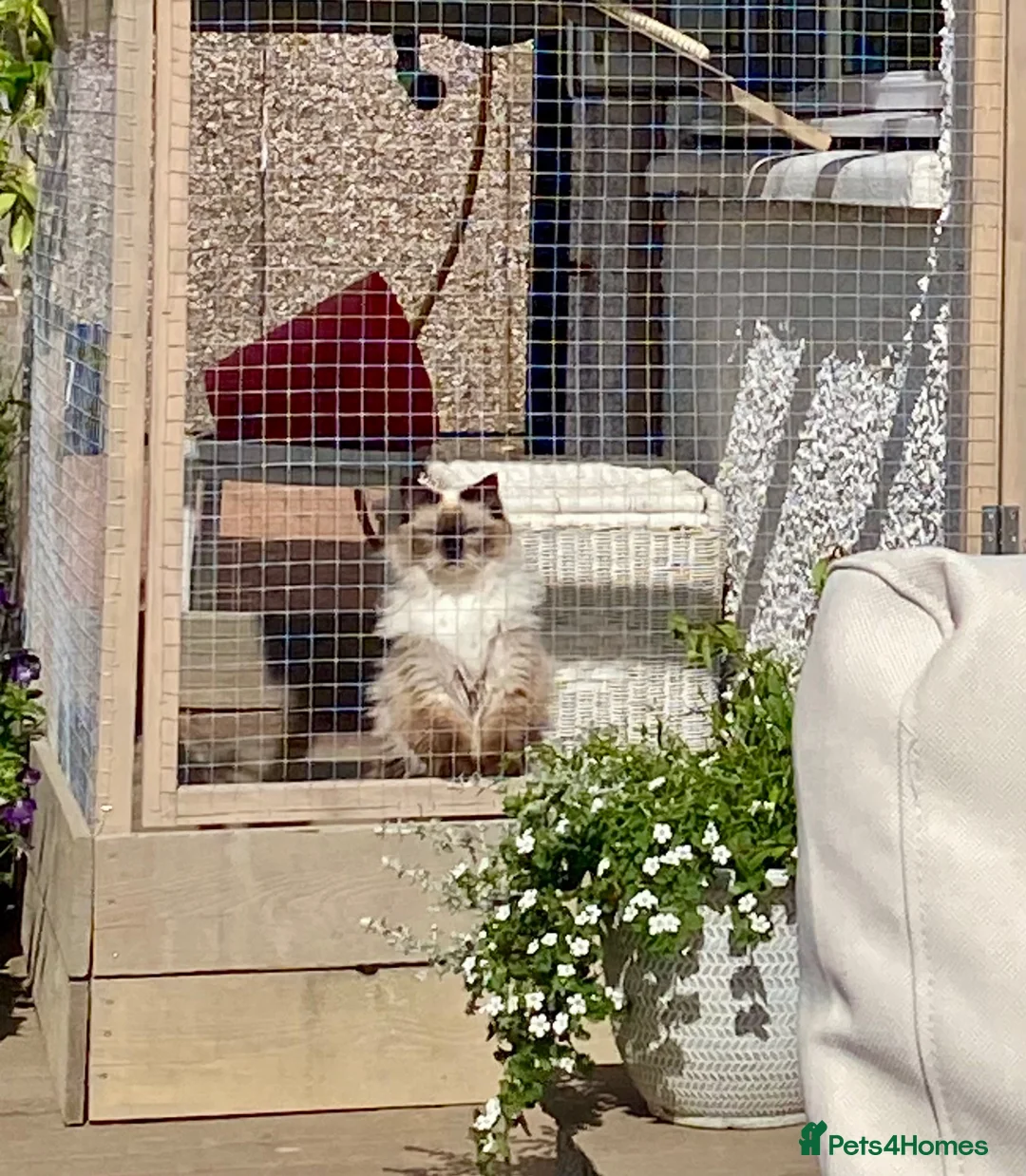 Ragdoll cats for sale: Adult female Ragdoll  in Cupar - Advert 3