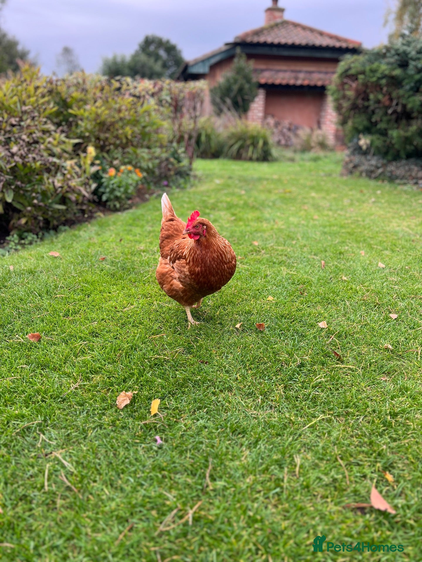 Chickens poultry Laying hen for sale - Advert 2