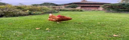 Chickens poultry for sale: Laying hen for sale - Advert 1