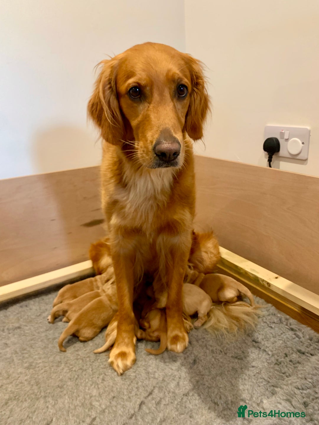 Golden Retriever dogs for sale: Gorgeous Field Retriever (Golden) Pups  - Image 10