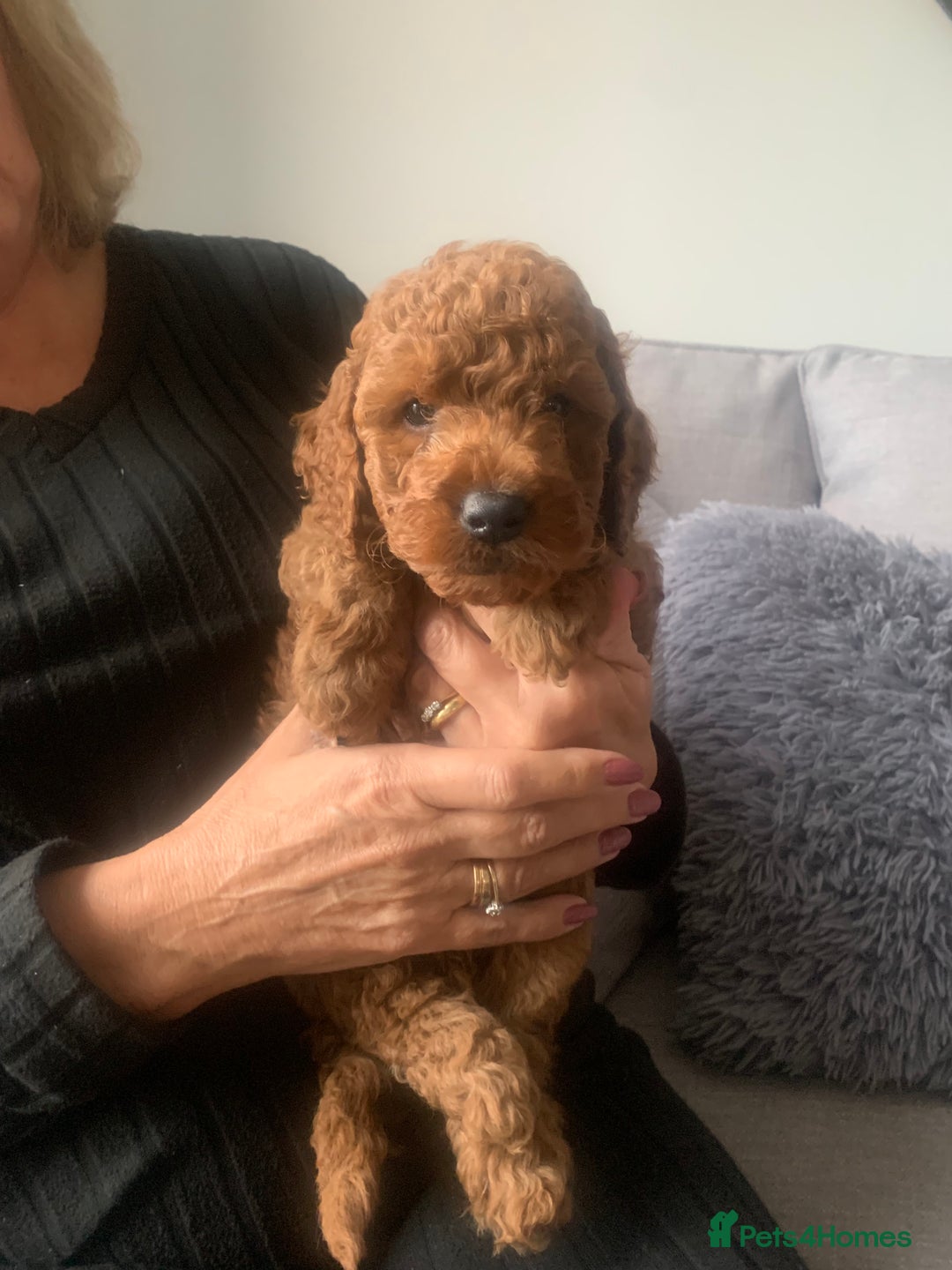 Labradoodle dogs for sale: Miniature Labradoodle  - Advert 21