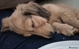 Miniature Dachshund dogs for sale: Miniature dachshunds Long haired cream KC reg  - Image 25