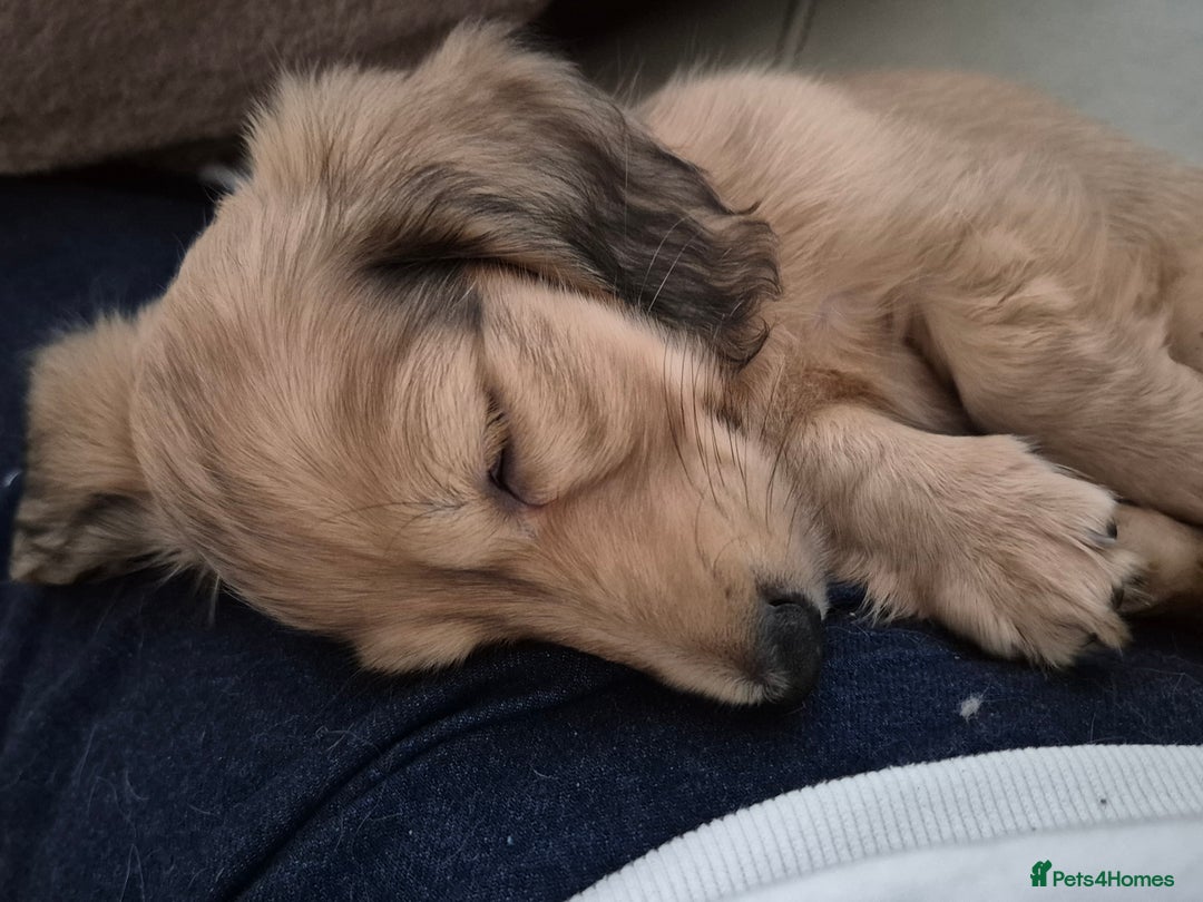 Miniature Dachshund dogs for sale: Miniature dachshunds Long haired cream KC reg  - Image 25