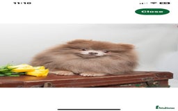 Pomeranian dogs for sale: Stunning extra small Poms  - Image 5