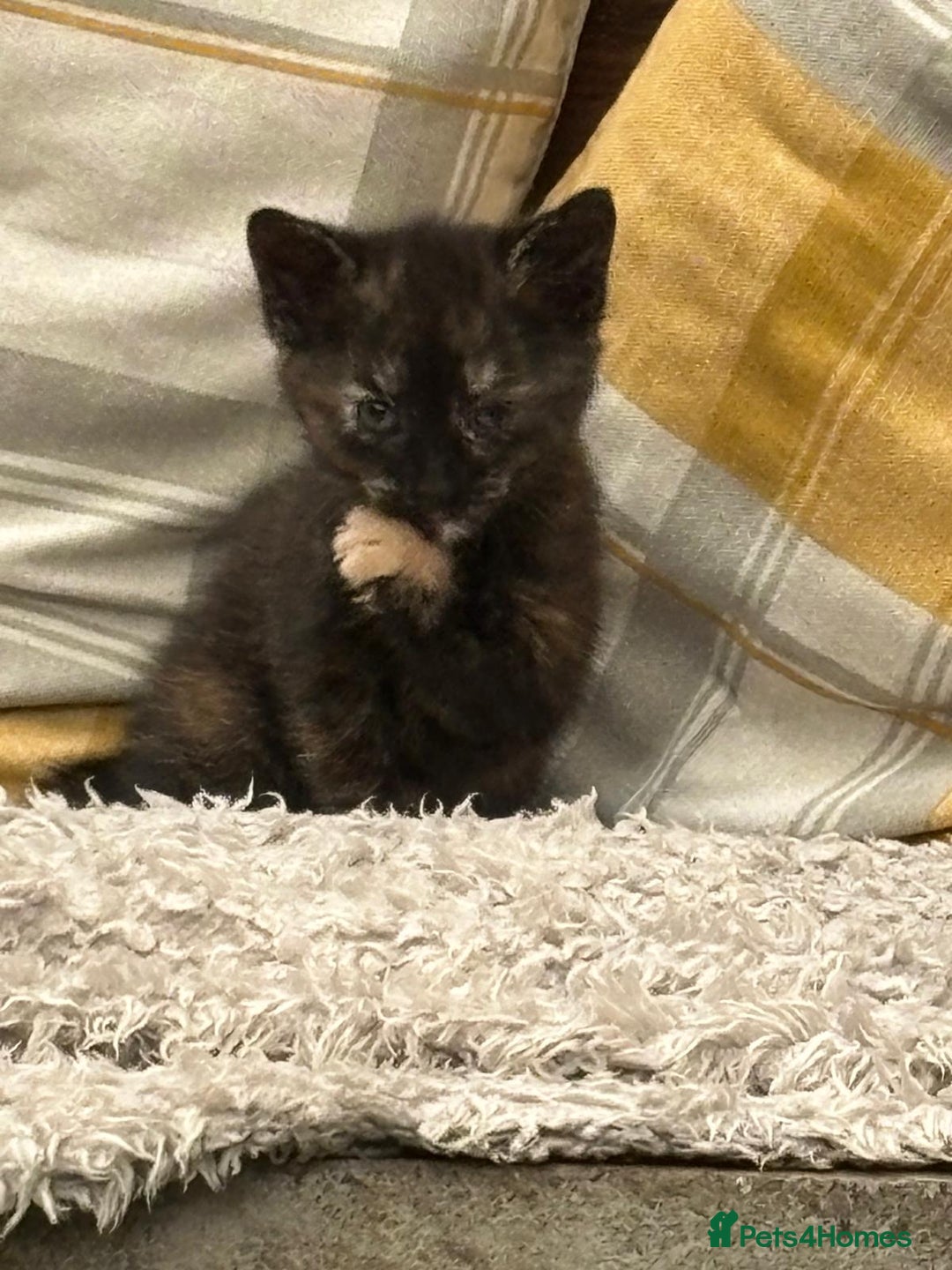 Mixed Breed cats for sale: Beautiful kitten looking for forever home  - Image 6