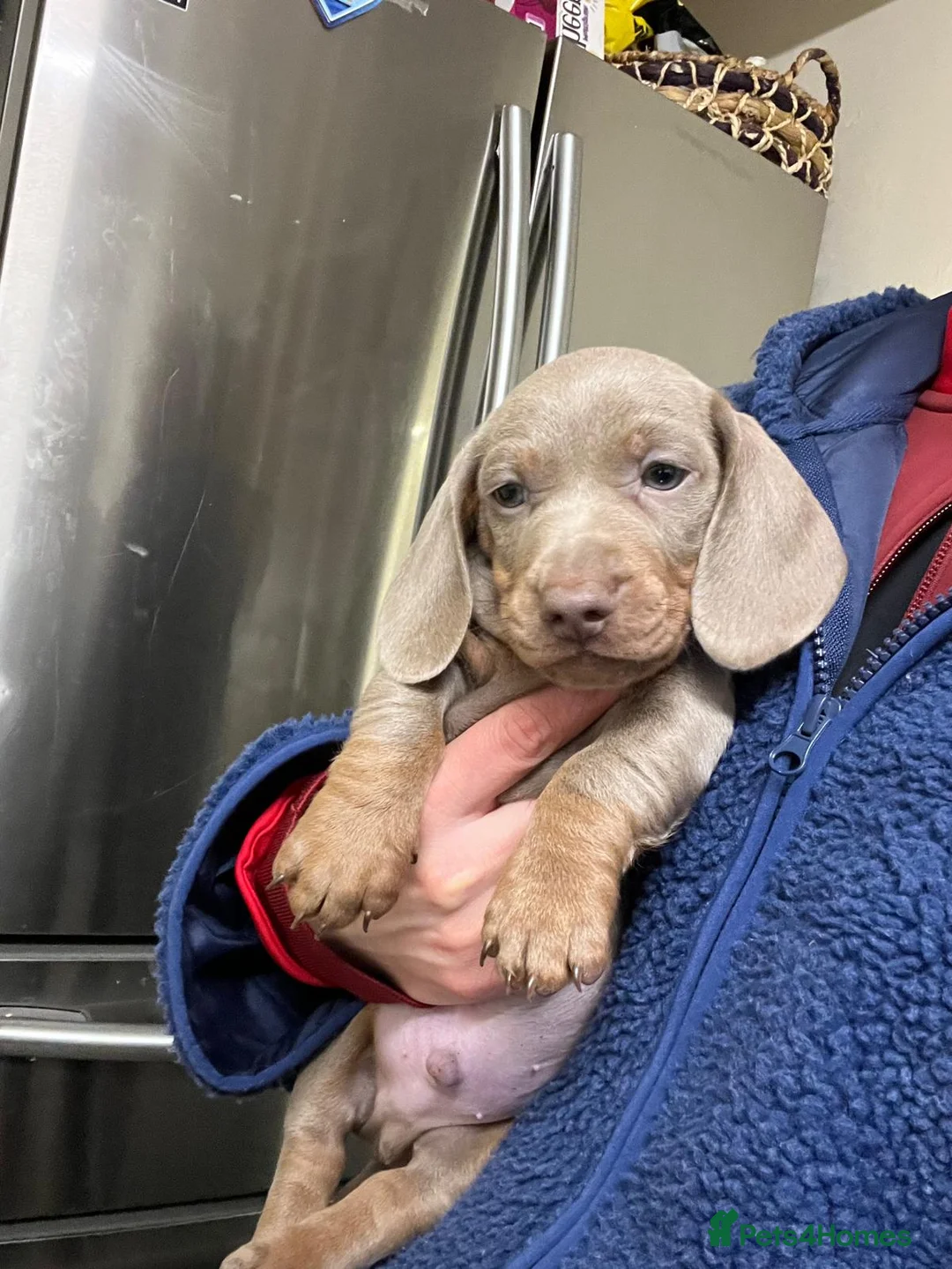 Miniature Dachshund dogs for sale: Only 2 Girls and 1 Boy Left  - Advert 3