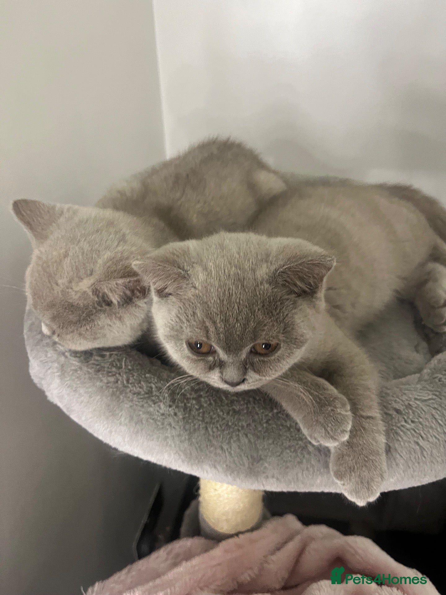 British Shorthair cats 3 BRITISH SHORTHAIR KITTENS READY TO LEAVE  - Advert 2