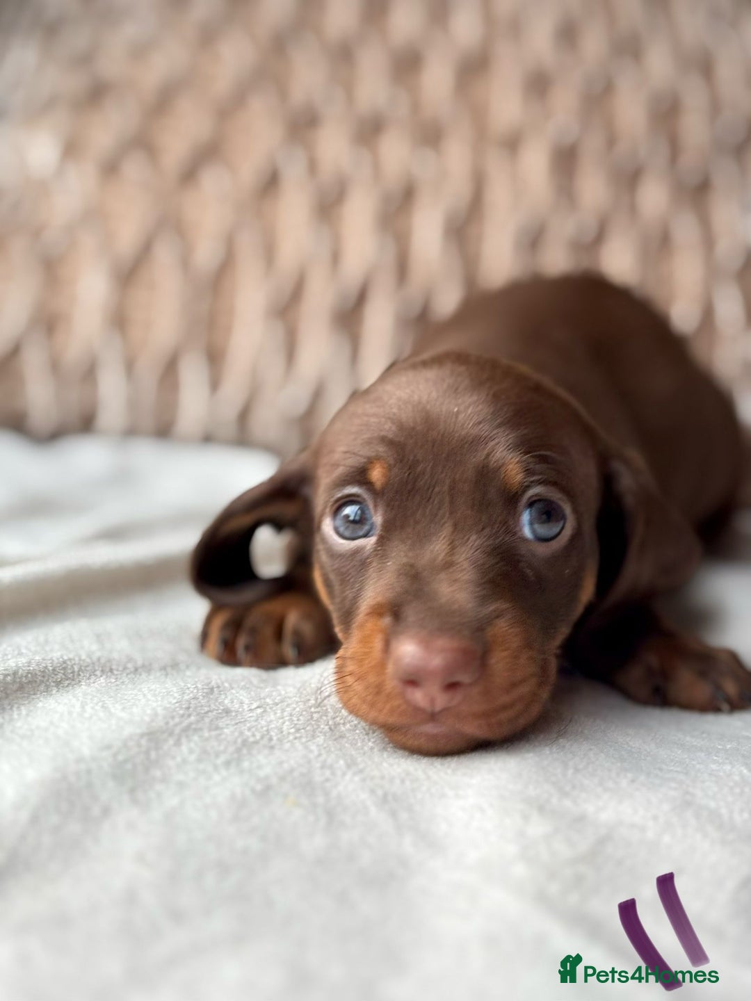 Miniature Dachshund dogs for sale: For Sale Adorable Miniature Dachshund puppies - Advert 7