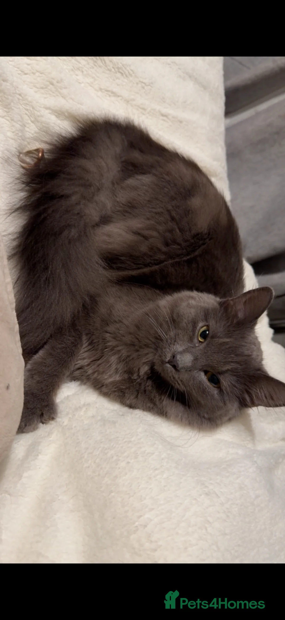 Mixed Breed cats for sale: Beautiful ragdoll x American blue long hair - Advert 3