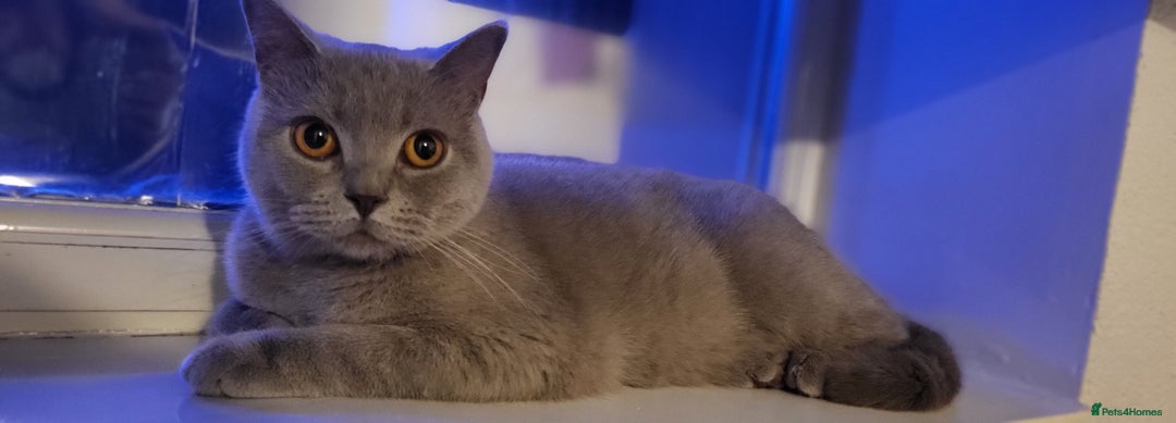 British Shorthair cats for sale: Lilac Beautiful British Shorthair  - Image 2