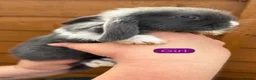 Mini Lop rabbits for sale: Mini lops  - Advert 9
