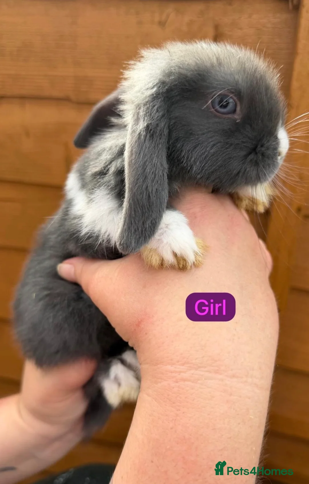 Mini Lop rabbits for sale: Mini lops  - Advert 9