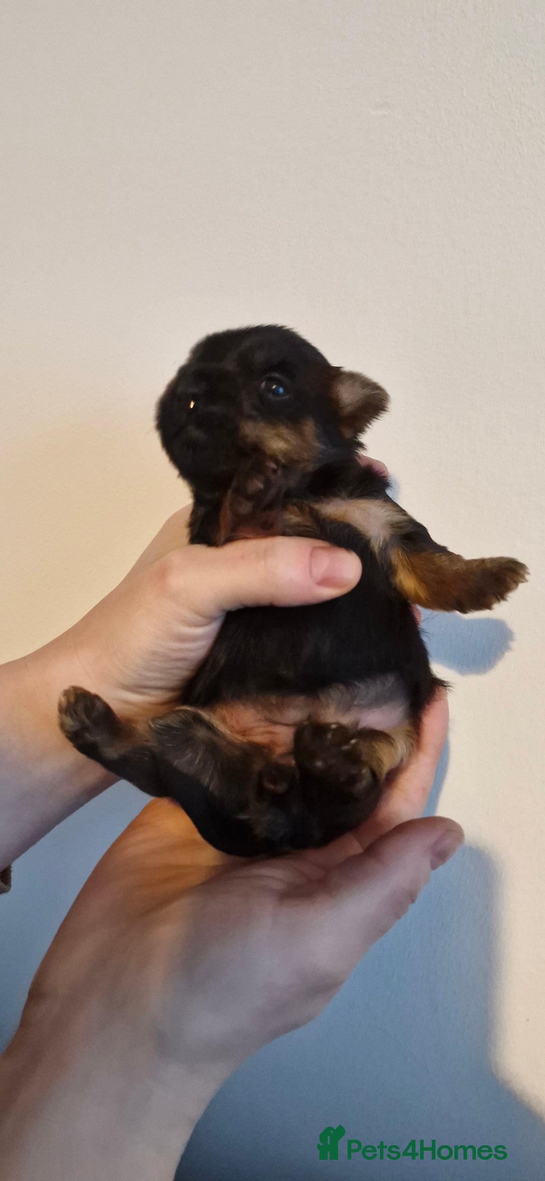 Yorkshire Terrier dogs for sale: Yorkshire terrier  - Advert 13