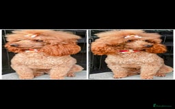 Toy Poodle dogs for stud: TOY & MINIATURE BOY'S FOR STUD  in Iver - Image 4