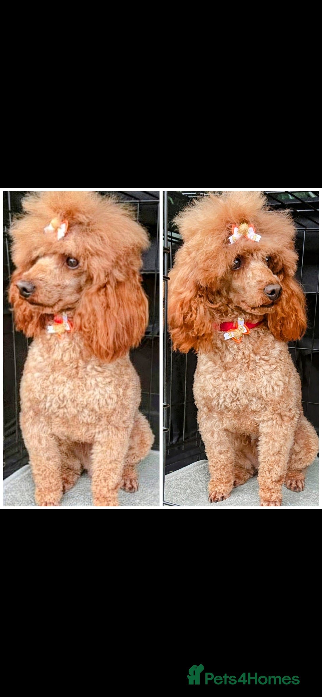 Toy Poodle dogs for stud: TOY & MINIATURE BOY'S FOR STUD  in Iver - Image 4