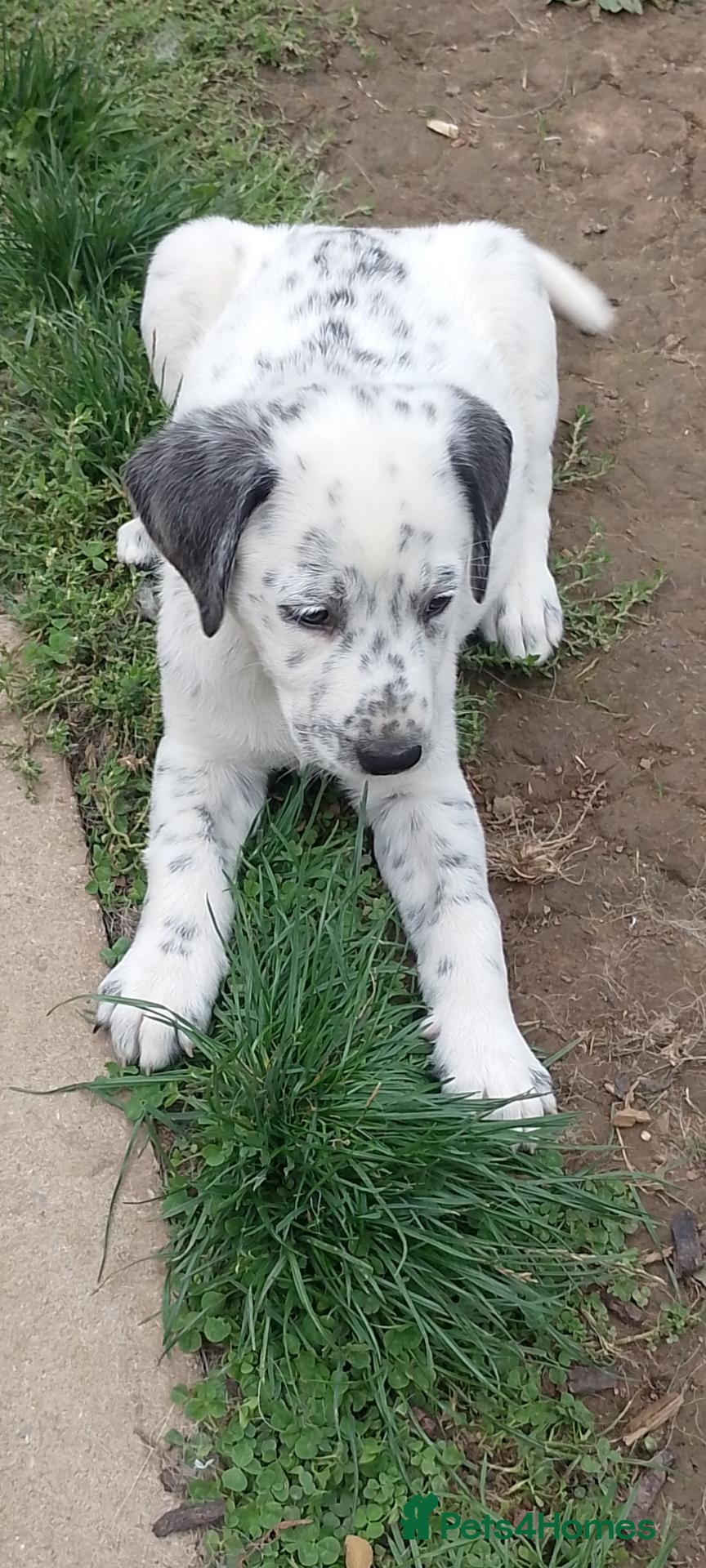 Mixed Breed dogs 8 beautiful pyrematian puppies  - Advert 2