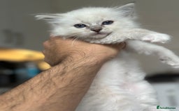Ragdoll cats for sale: Gorgeous Balls Of Fluff 🥰😻🤗 - Image 30