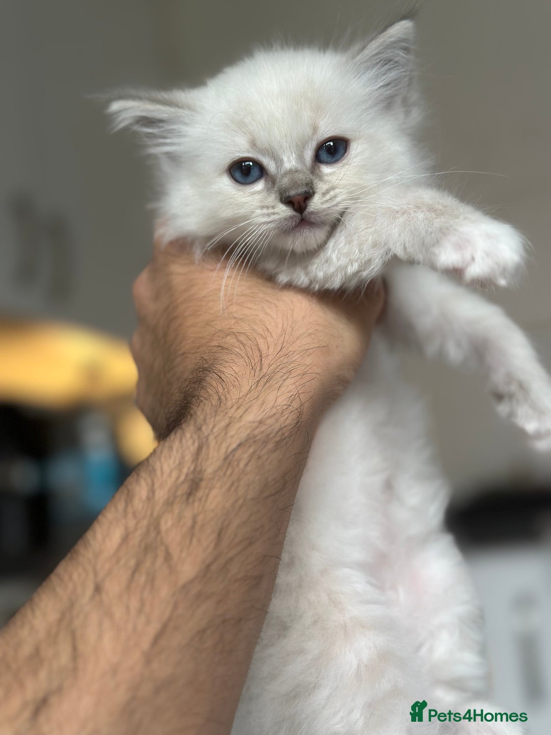 Ragdoll cats for sale: Gorgeous Balls Of Fluff 🥰😻🤗 - Image 30