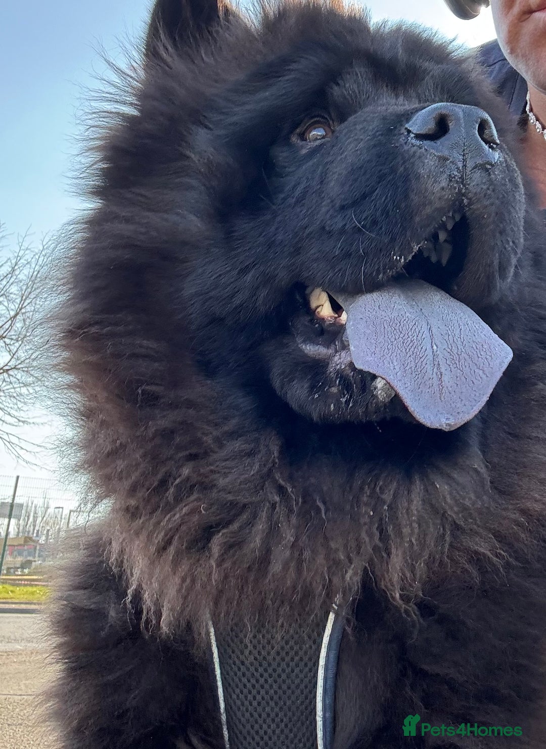 Chow Chow dogs for sale: Big bear  - Image 4