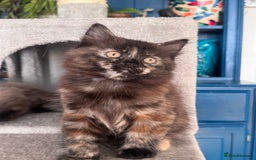 Mixed Breed cats for sale: Ragdoll and Maine Coon crossed  - Image 29