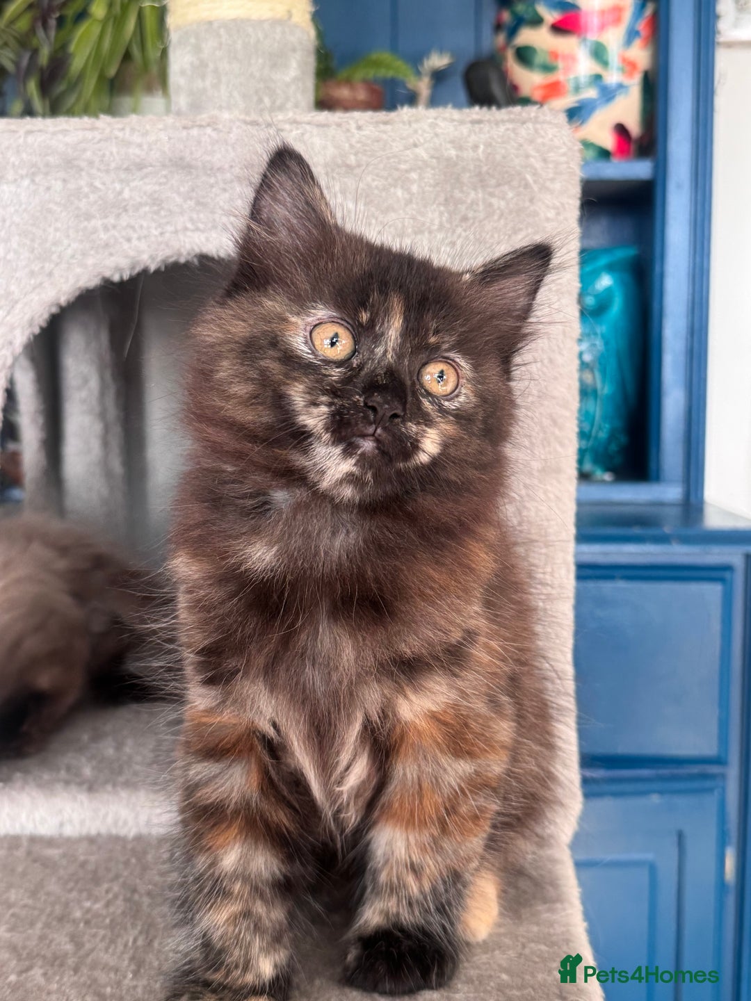 Mixed Breed cats for sale: Ragdoll and Maine Coon crossed  - Image 29