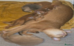 Abyssinian cats for sale: Beautiful Aby  kitten from Champions line - Image 18