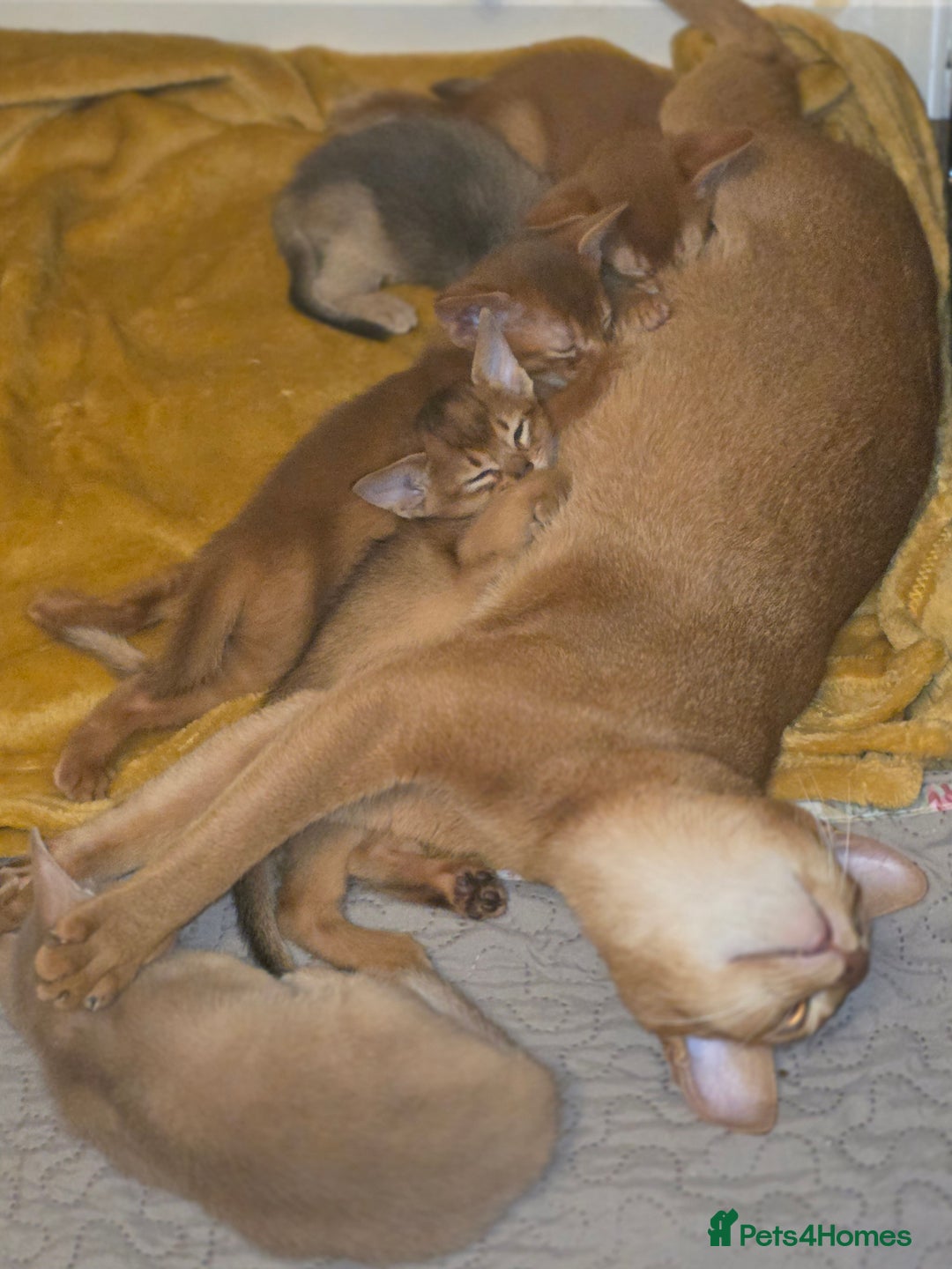 Abyssinian cats for sale: Beautiful Aby  kitten from Champions line - Image 18