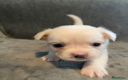 French Bulldog dogs for sale: 7 frenchies £500 to £800 each - Image 9