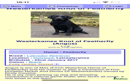 Labrador Retriever dogs for sale: Working/Active Pet - Image 27