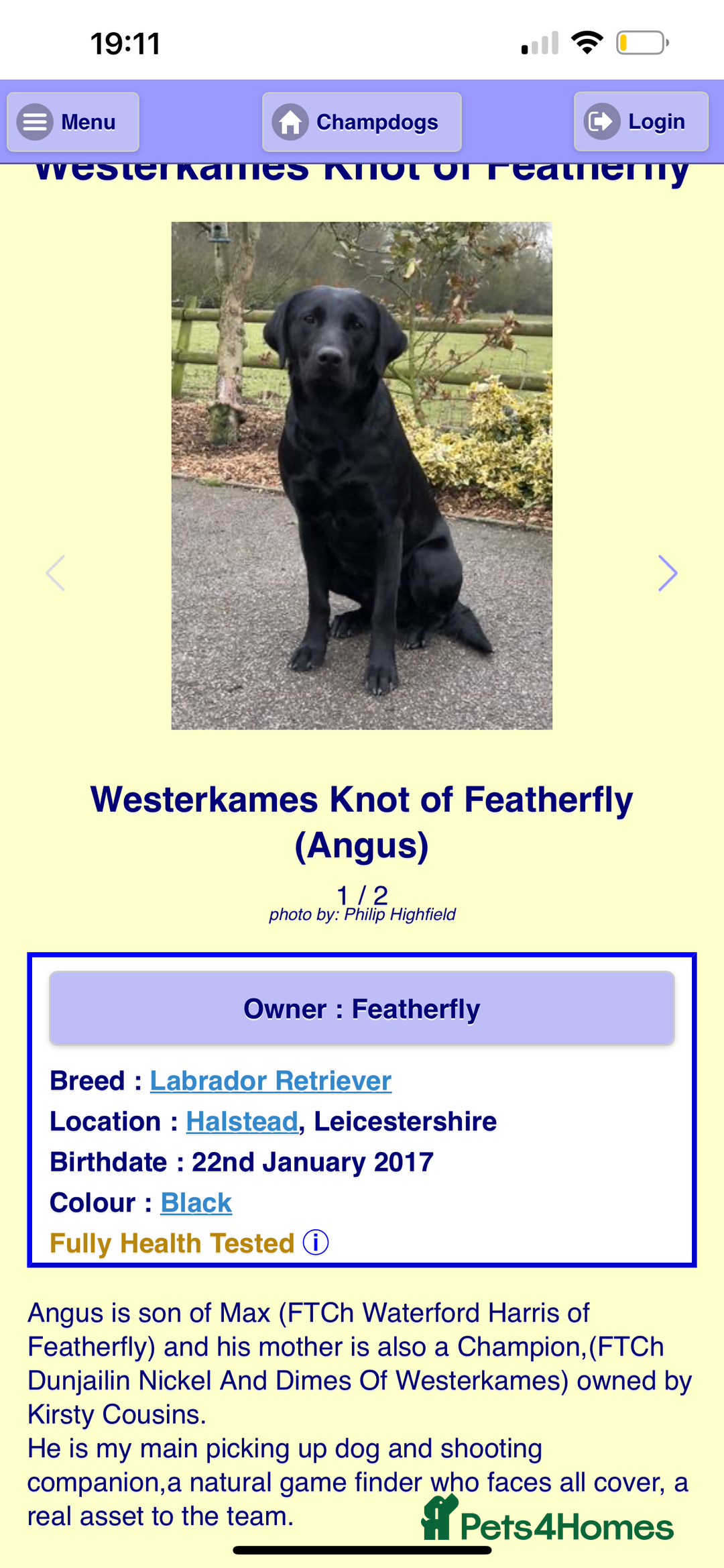 Labrador Retriever dogs for sale: Working/Active Pet - Image 27