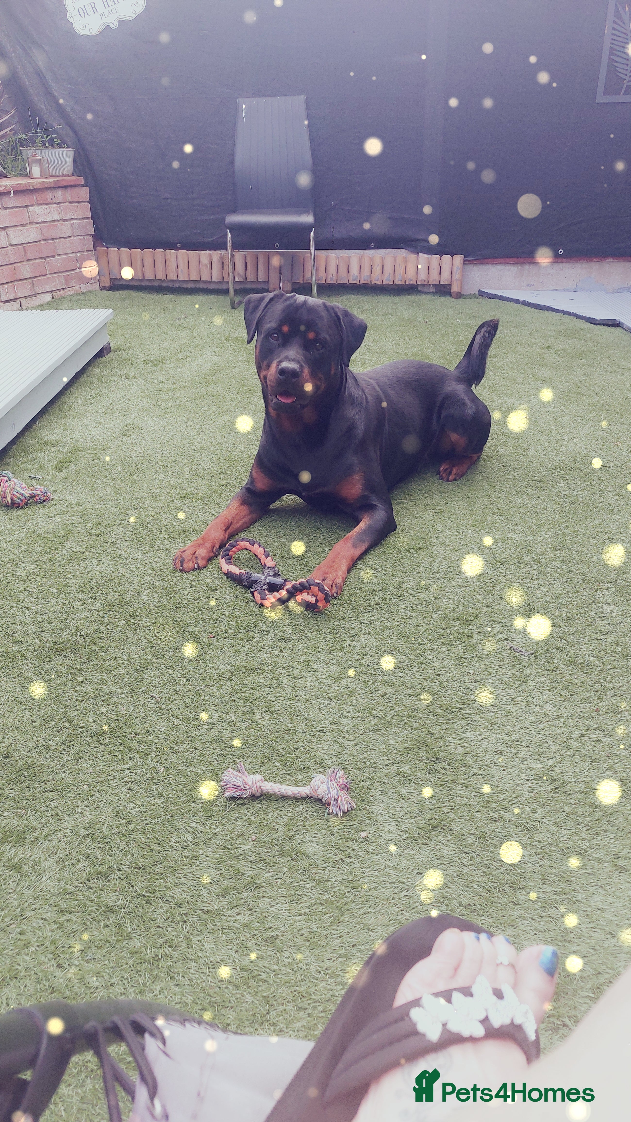 Rottweiler dogs Amazing gard dog .and friend 🧡  - Advert 13