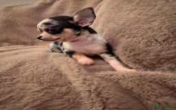 Chihuahua dogs for sale: 🌸🐶 Chihuhua Puppies 🐶🌸 - Image 9